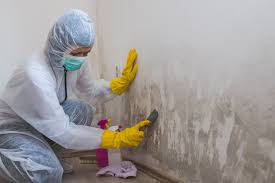 Best Mold Documentation for Insurance Claims  in Plainfield Village, CT